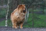 CHOW CHOW 593